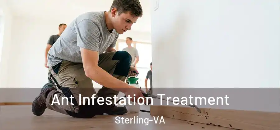 Ant Infestation Treatment Sterling-VA