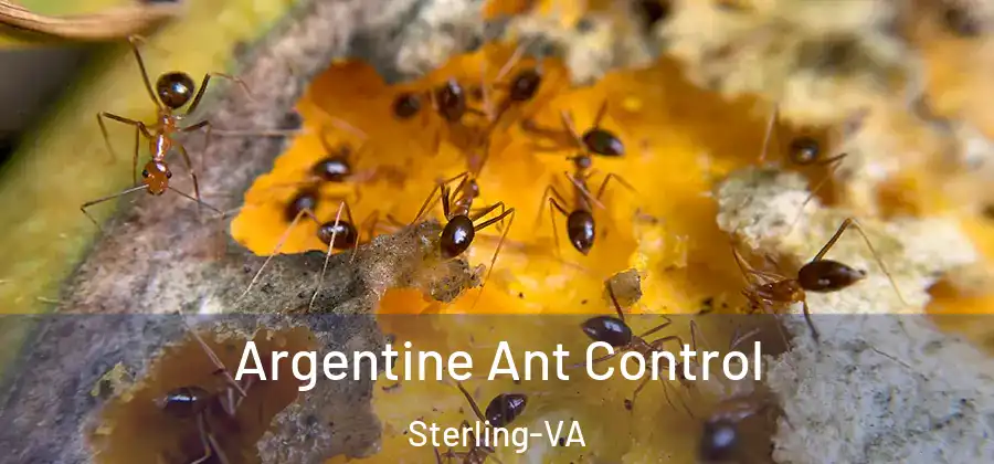 Argentine Ant Control Sterling-VA