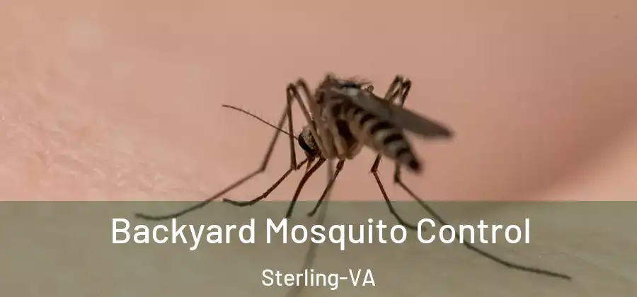 Backyard Mosquito Control Sterling-VA