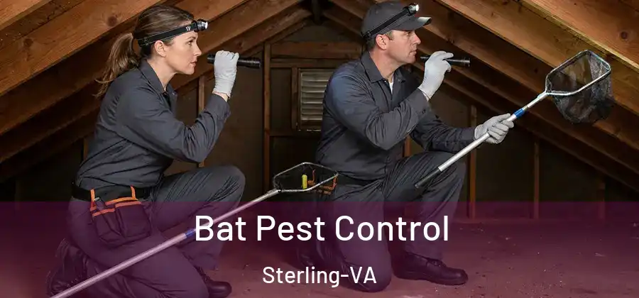 Bat Pest Control Sterling-VA