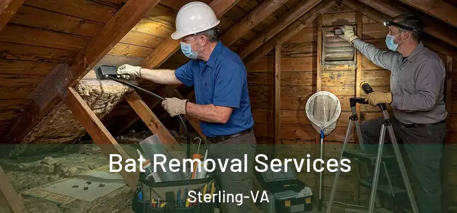 Bat Removal Services Sterling-VA