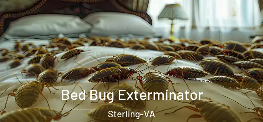 Bed Bug Exterminator Sterling-VA