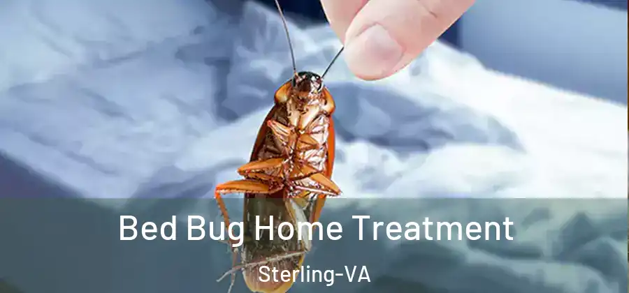 Bed Bug Home Treatment Sterling-VA