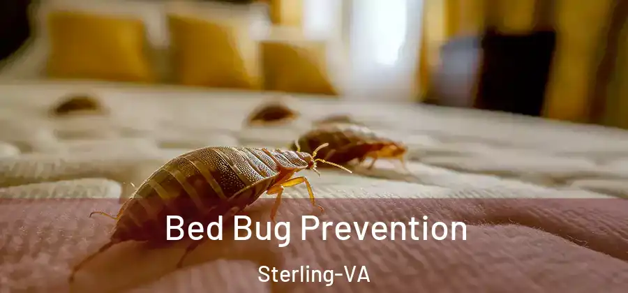  Bed Bug Prevention Sterling-VA