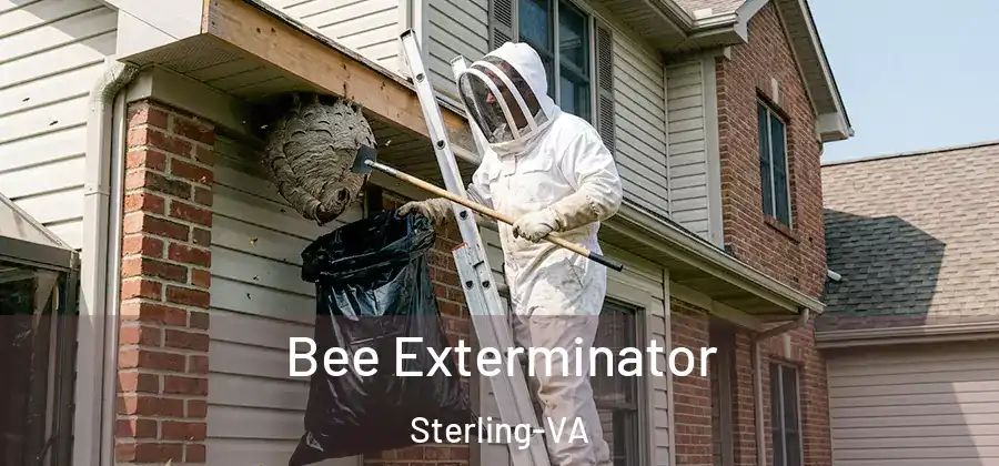 Bee Exterminator Sterling-VA