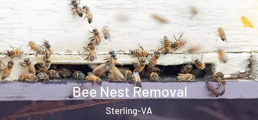 Bee Nest Removal Sterling-VA