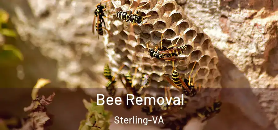 Bee Removal Sterling-VA