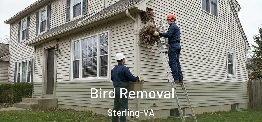 Bird Removal Sterling-VA