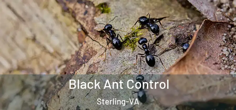 Black Ant Control Sterling-VA