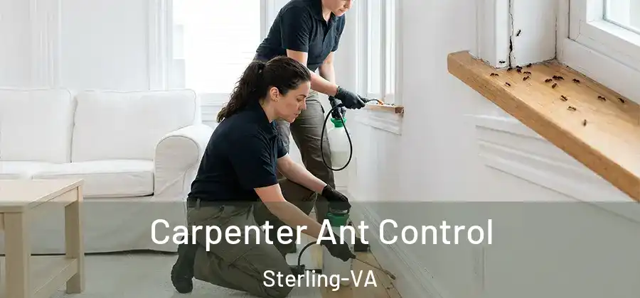 Carpenter Ant Control Sterling-VA