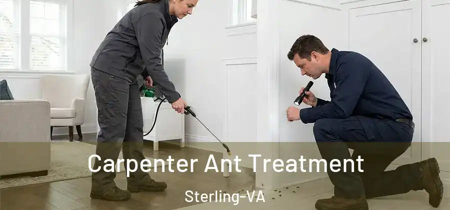  Carpenter Ant Treatment Sterling-VA
