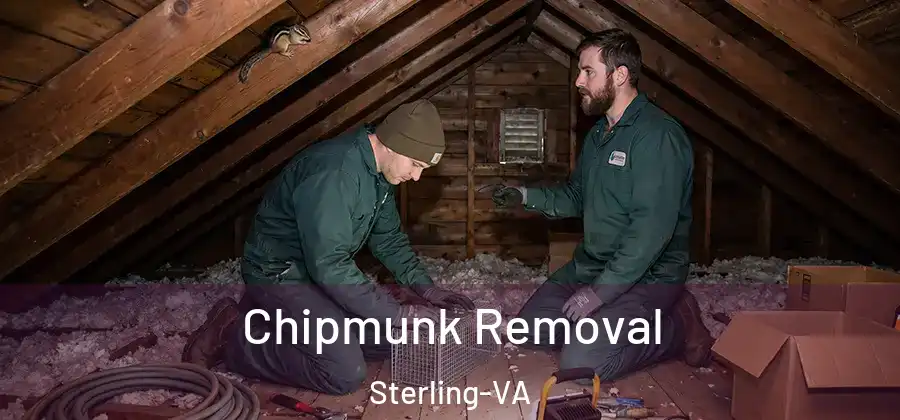 Chipmunk Removal Sterling-VA