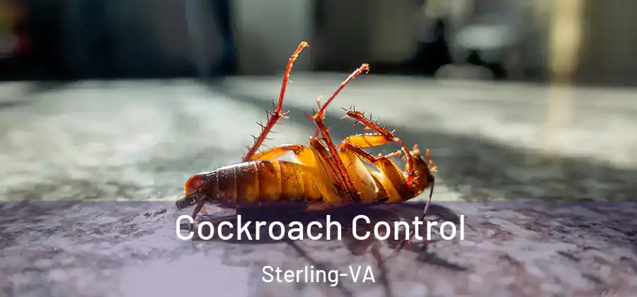 Cockroach Control Sterling-VA