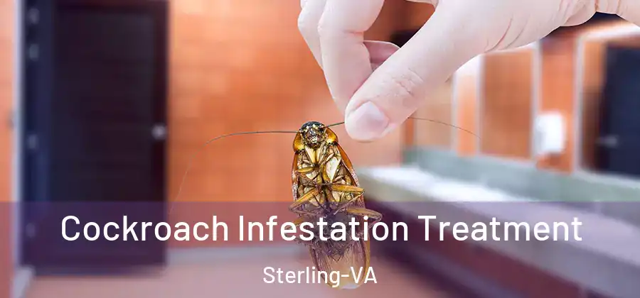  Cockroach Infestation Treatment Sterling-VA