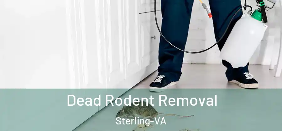 Dead Rodent Removal Sterling-VA