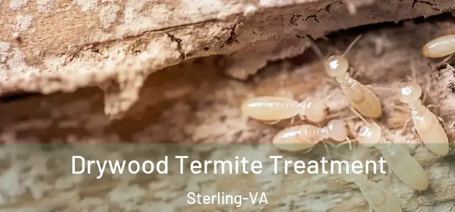 Drywood Termite Treatment Sterling-VA