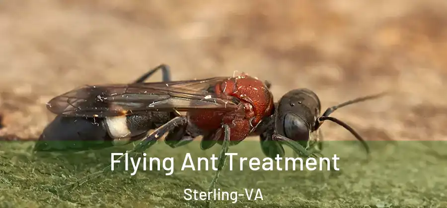 Flying Ant Treatment Sterling-VA