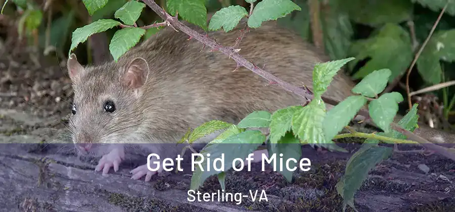 Get Rid of Mice Sterling-VA
