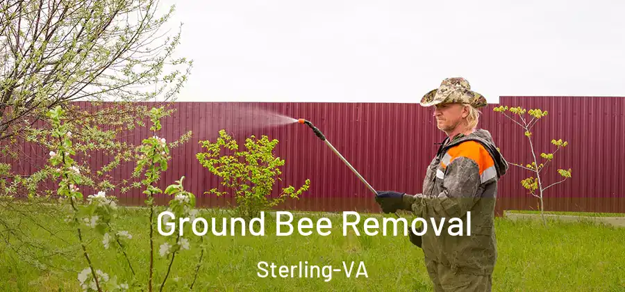 Ground Bee Removal Sterling-VA