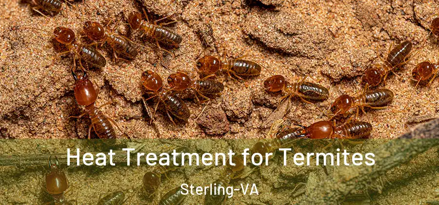 Heat Treatment for Termites Sterling-VA