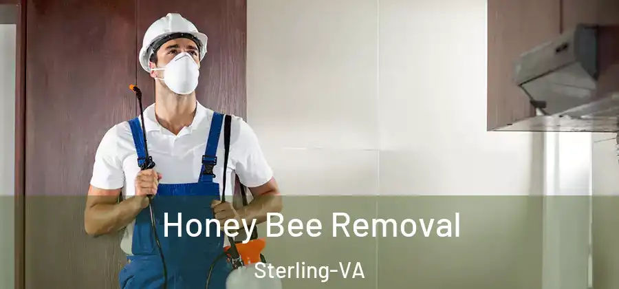 Honey Bee Removal Sterling-VA