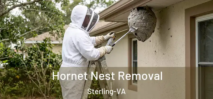 Hornet Nest Removal Sterling-VA