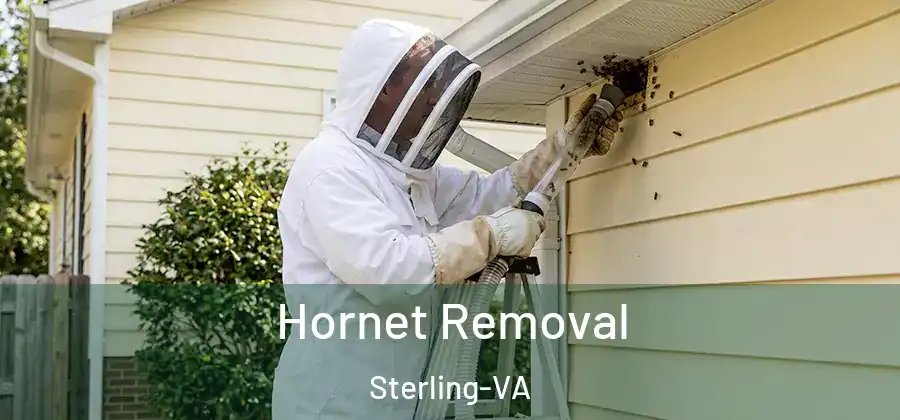  Hornet Removal Sterling-VA