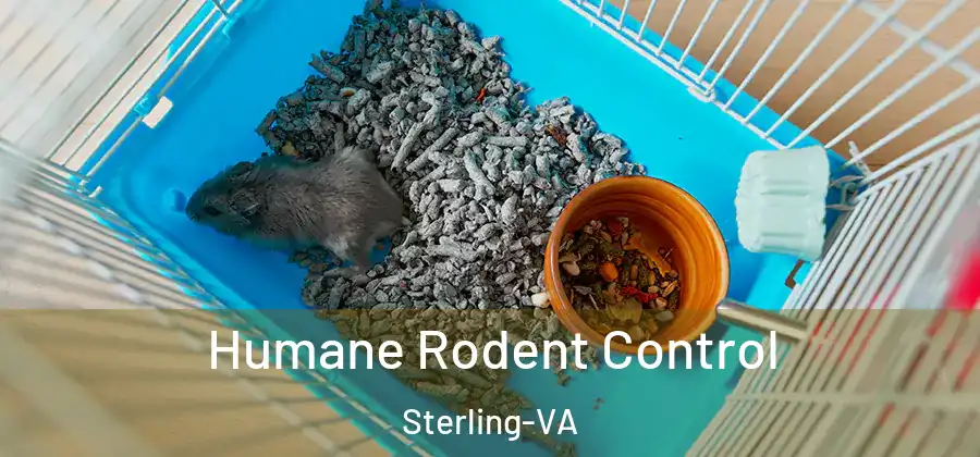  Humane Rodent Control Sterling-VA