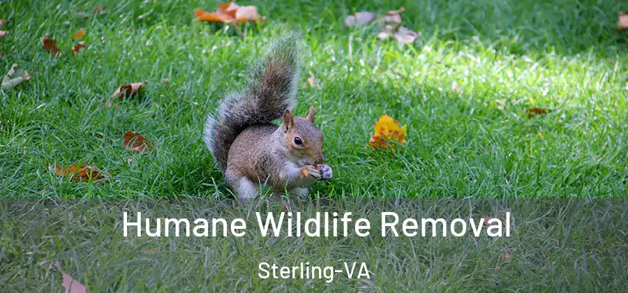 Humane Wildlife Removal Sterling-VA