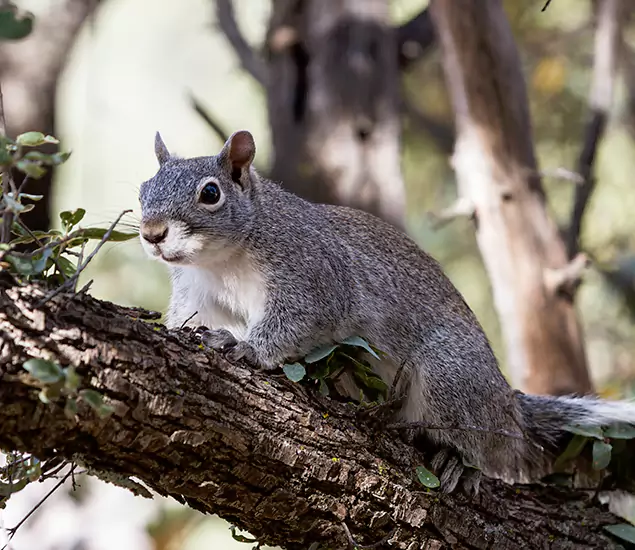 Your Trusted Squirrel Removal Company in Sterling, VA