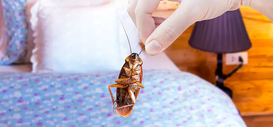 Fast Roach Elimination in Sterling