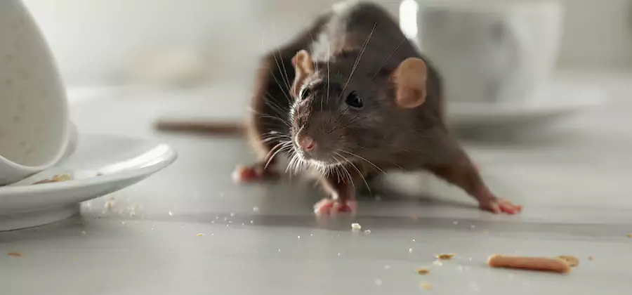 Rodent Feces Removal in Sterling