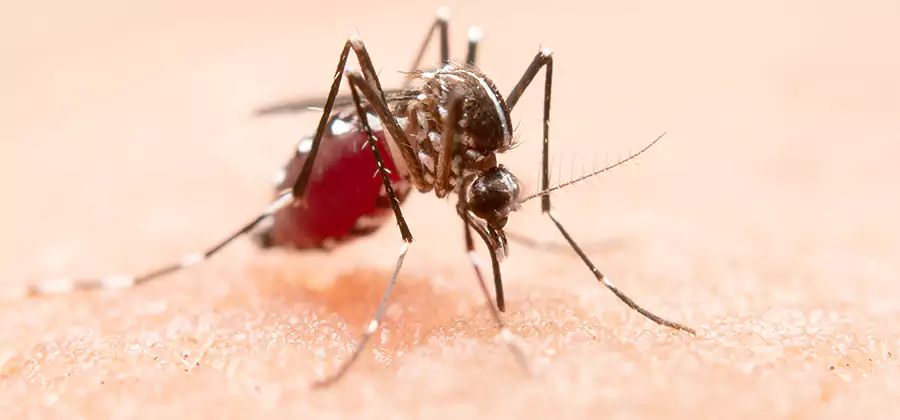 Pond Mosquito Control and Water Treatment in Sterling