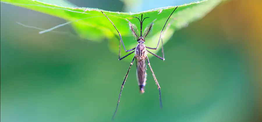 Home Defense Insect Killer in Sterling