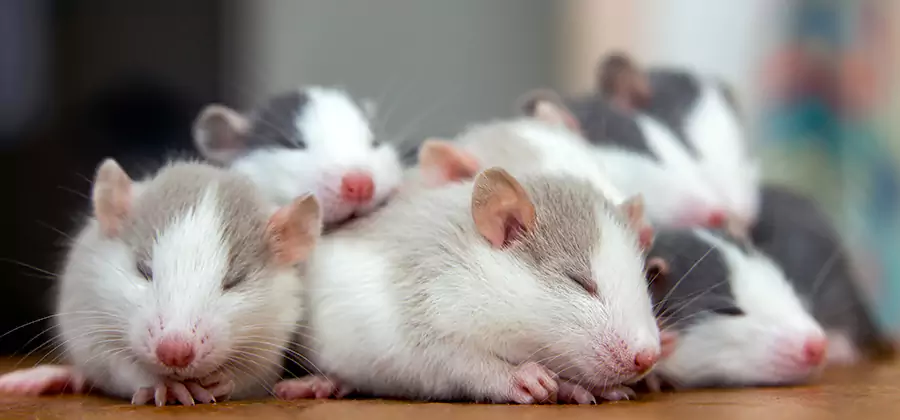Rat Infestation Exclusion Service in Sterling