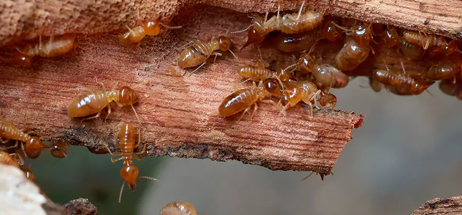 Wood Preservation Termite Treatment in Sterling