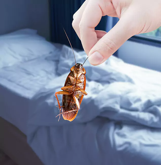Why Choose Sterling Pest Control Pro for Bed Bug Extermination in Sterling, VA?