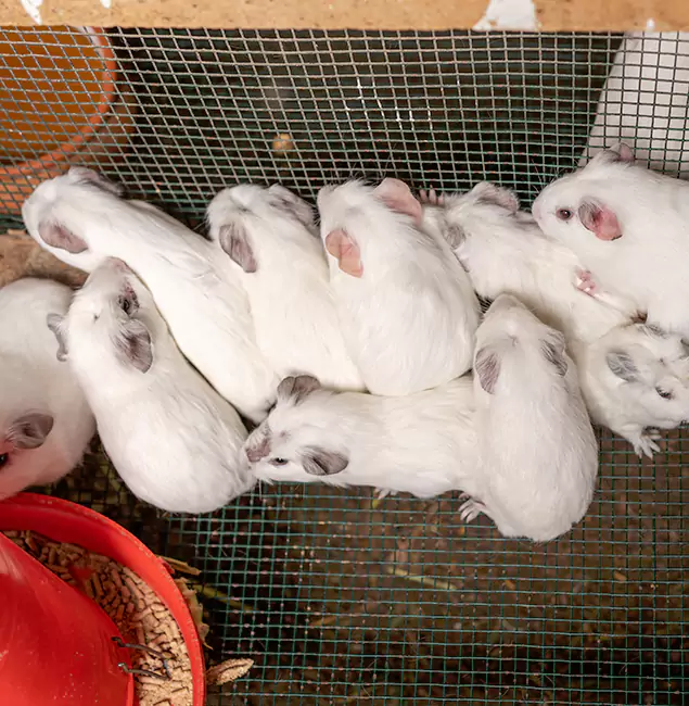 Why Choose Sterling Pest Control Pro for Rat Infestation in Sterling, VA?