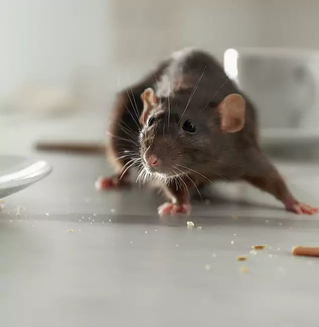 Why Sterling, VA Trusts Sterling Pest Control Pro for Rodent Prevention?
