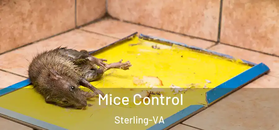 Mice Control Sterling-VA