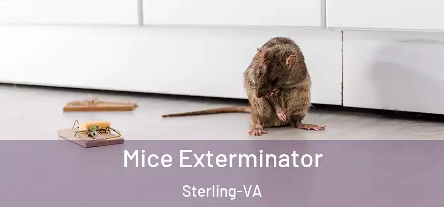 Mice Exterminator Sterling-VA