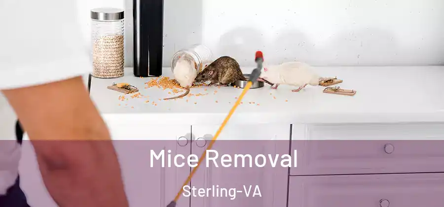 Mice Removal Sterling-VA