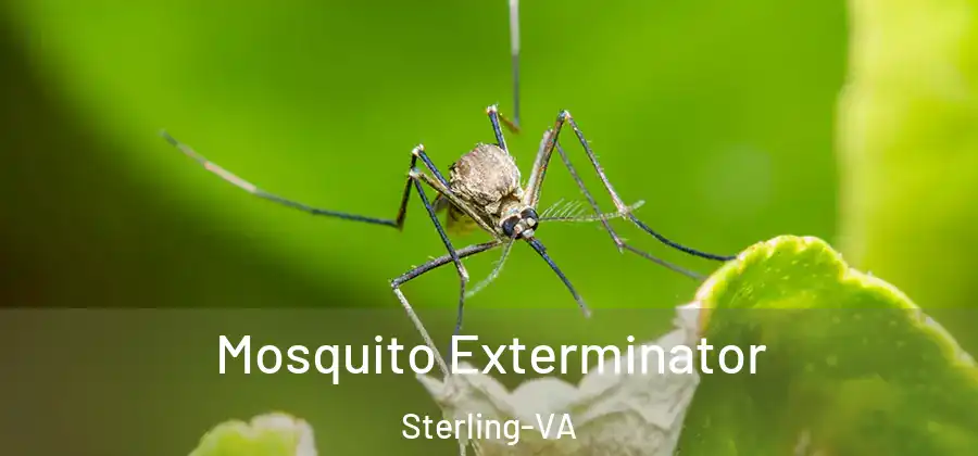 Mosquito Exterminator Sterling-VA