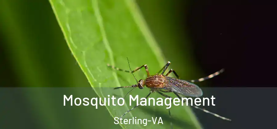 Mosquito Management Sterling-VA