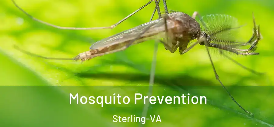 Mosquito Prevention Sterling-VA