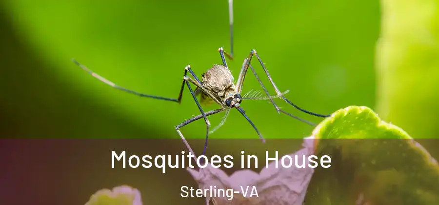 Mosquitoes in House Sterling-VA