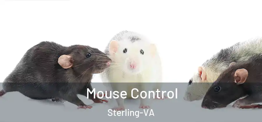 Mouse Control Sterling-VA