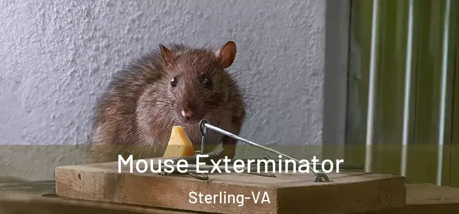 Mouse Exterminator Sterling-VA
