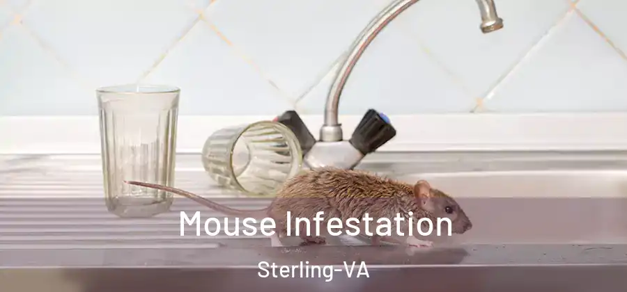 Mouse Infestation Sterling-VA