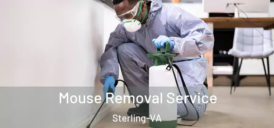 Mouse Removal Service Sterling-VA
